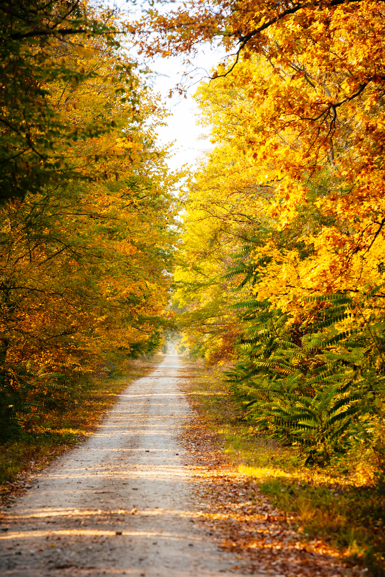 Autumn scenery with a forest road