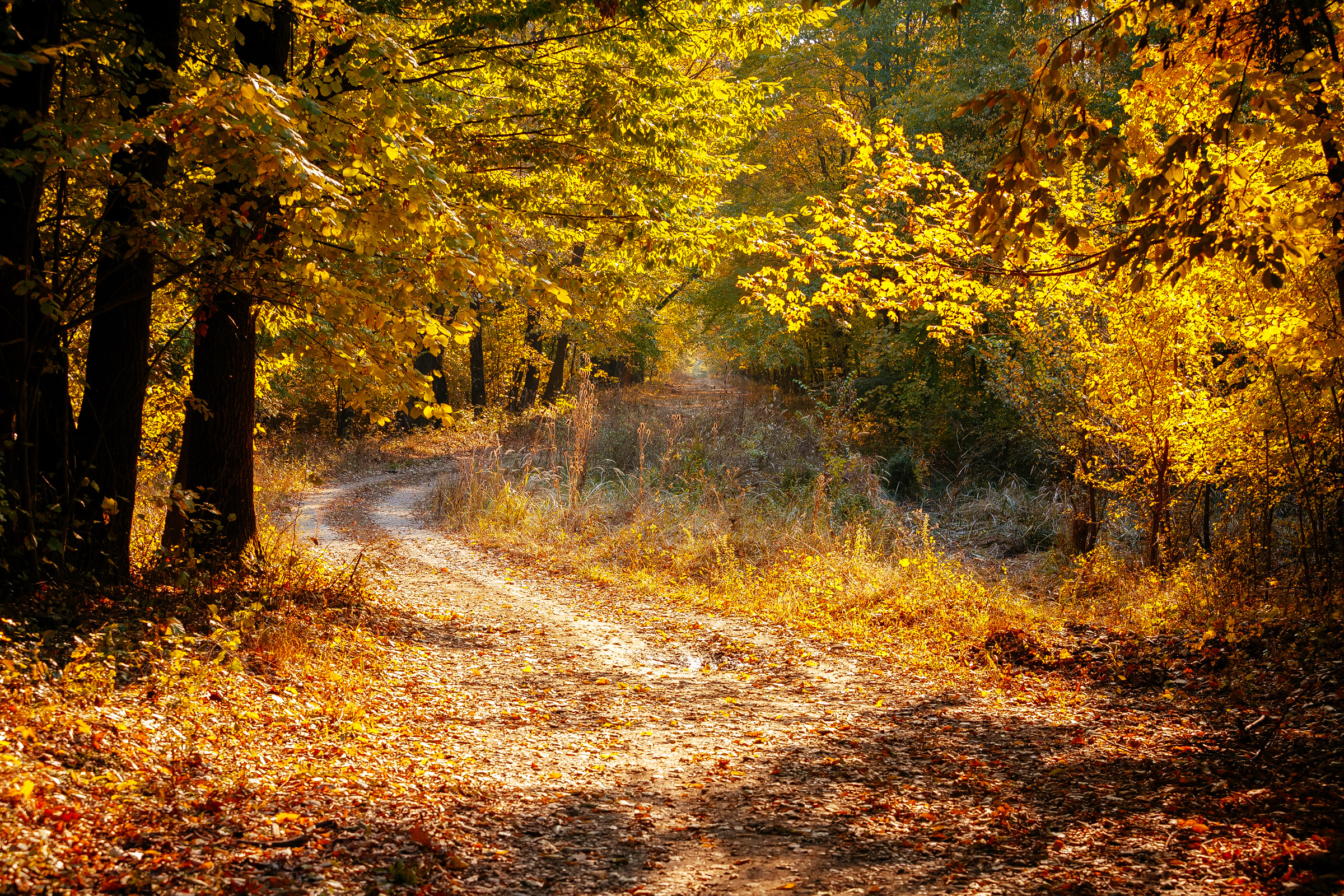 Fall landscape with a forest road
