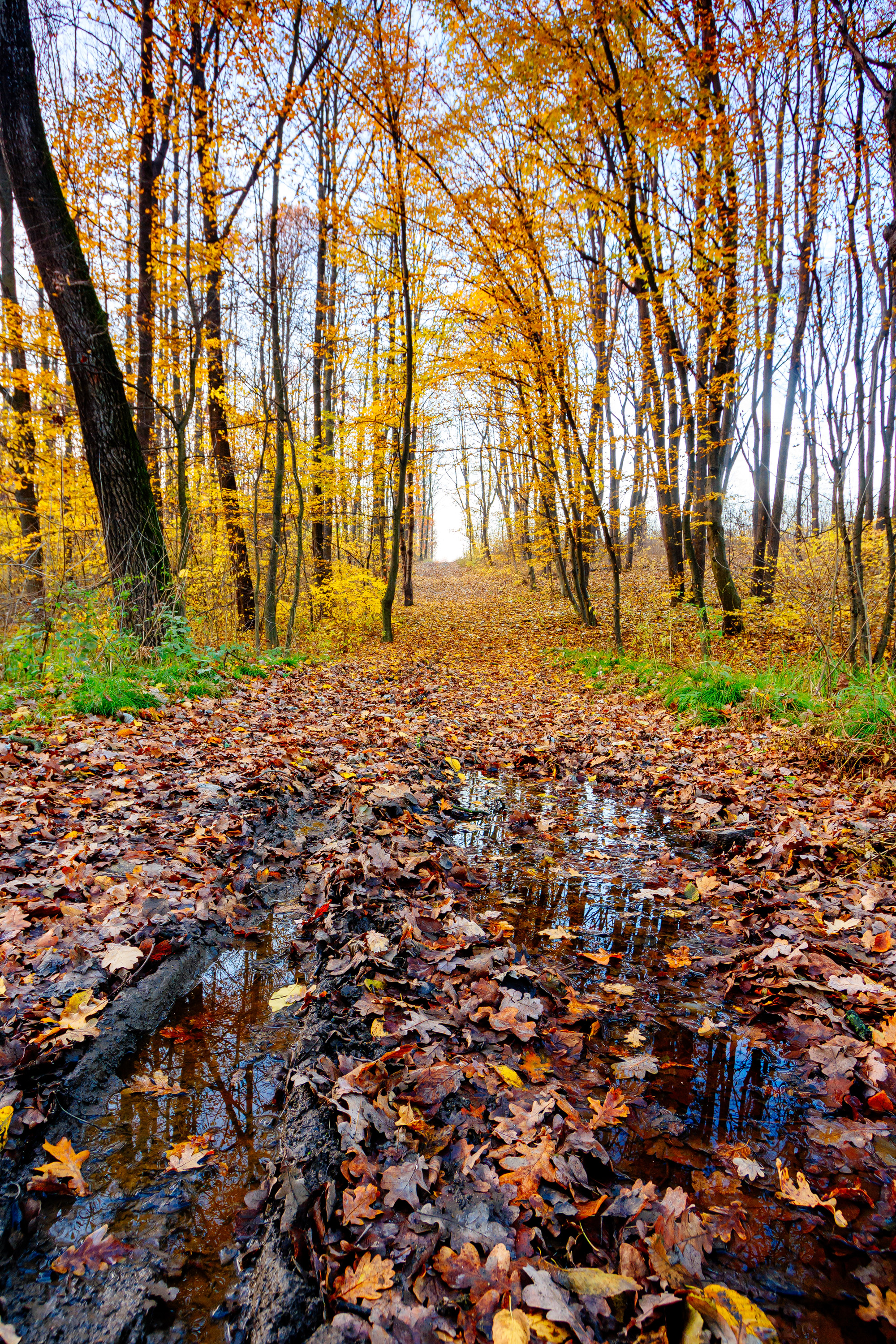 Unused forest path in fall