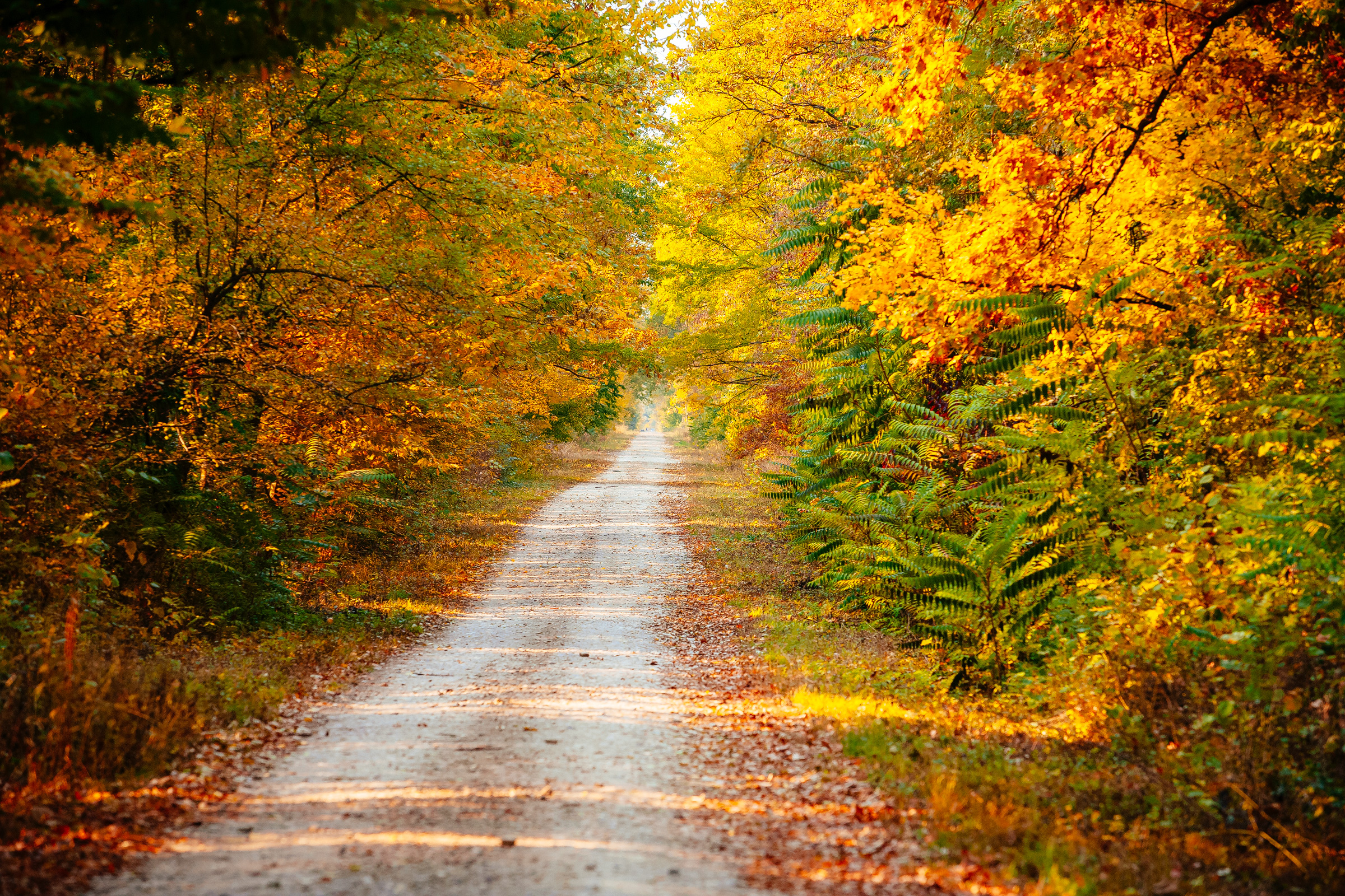 Autumn forest landscape with a road