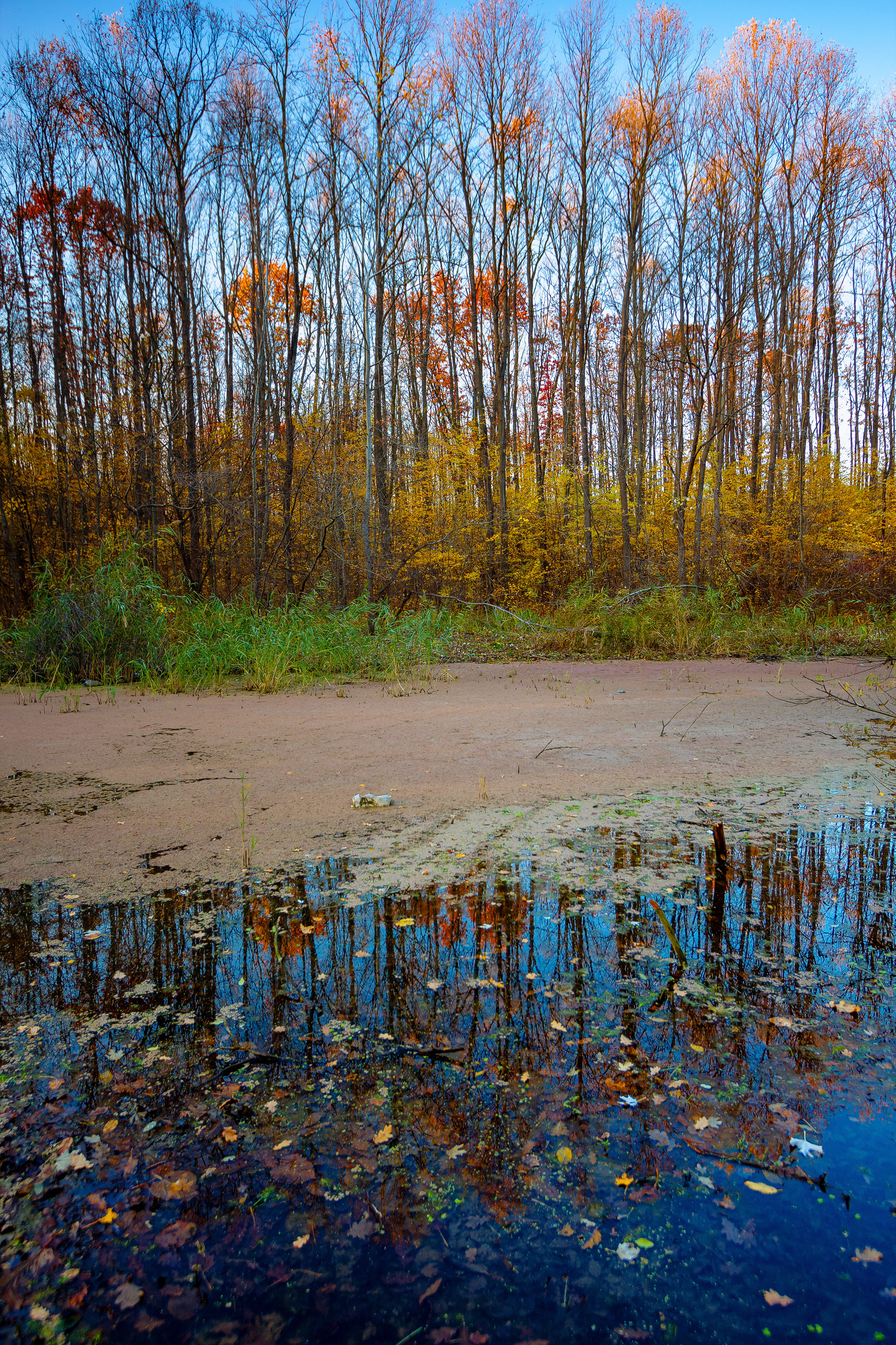 A forest pond in autumn