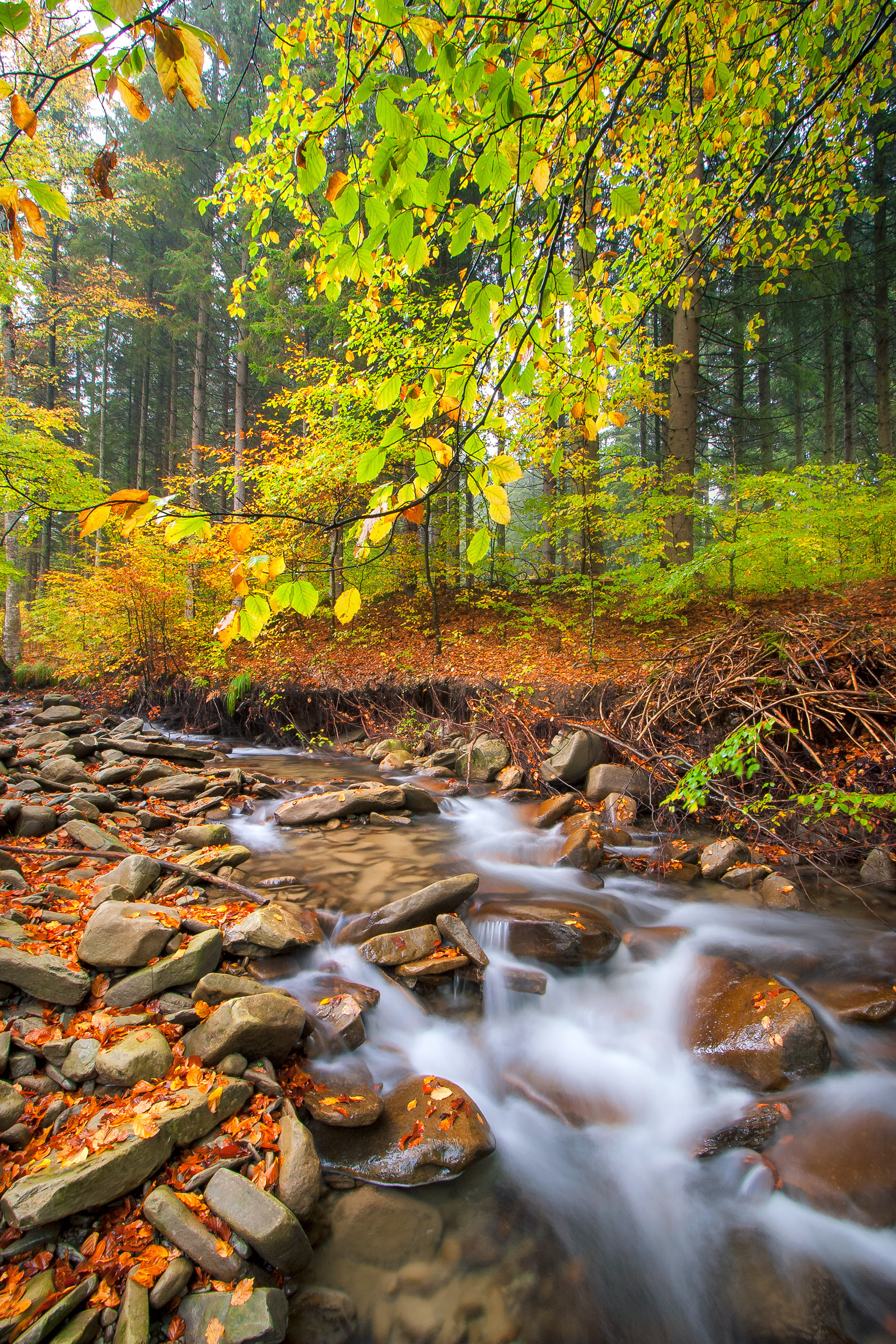 Autumn landscape with a shallow stream in the forest