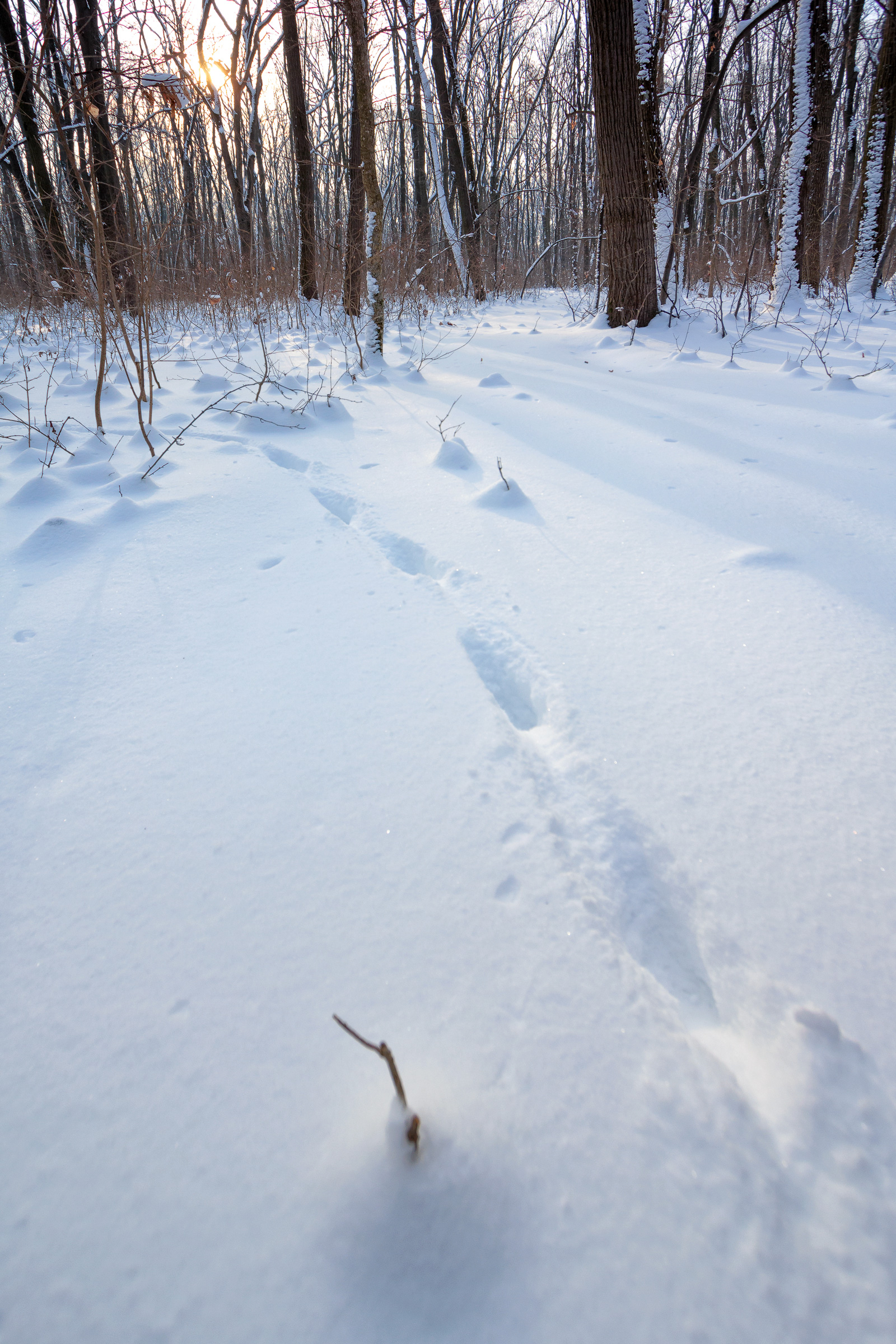 Animal track in the winter forest