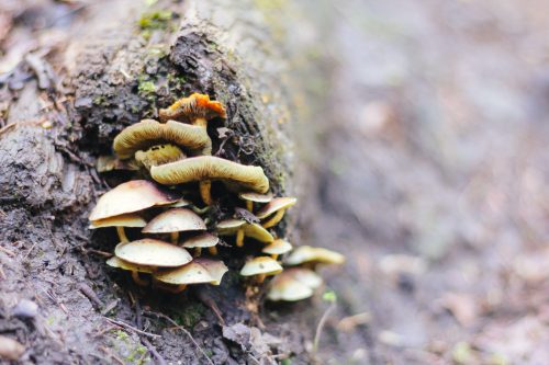 Fungus on a tree stump