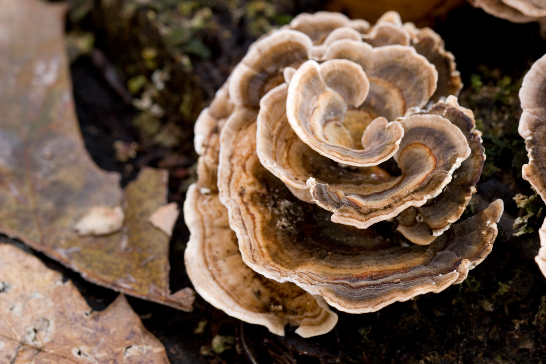 Fungus on a tree stump