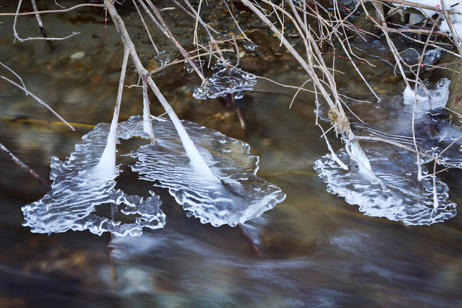 Icicles hanging on vegetation in a creek