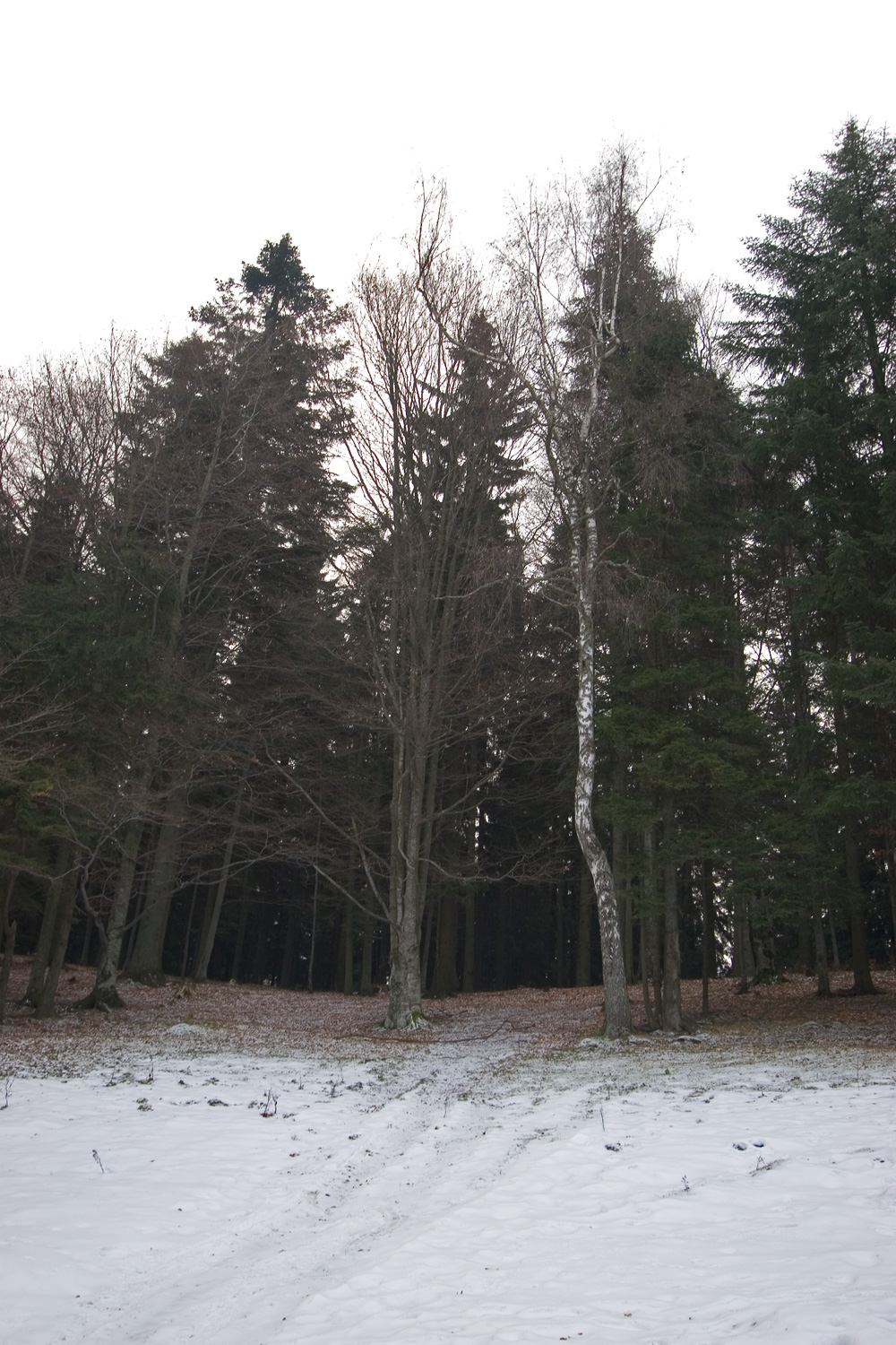 Forest in a winter with little snow