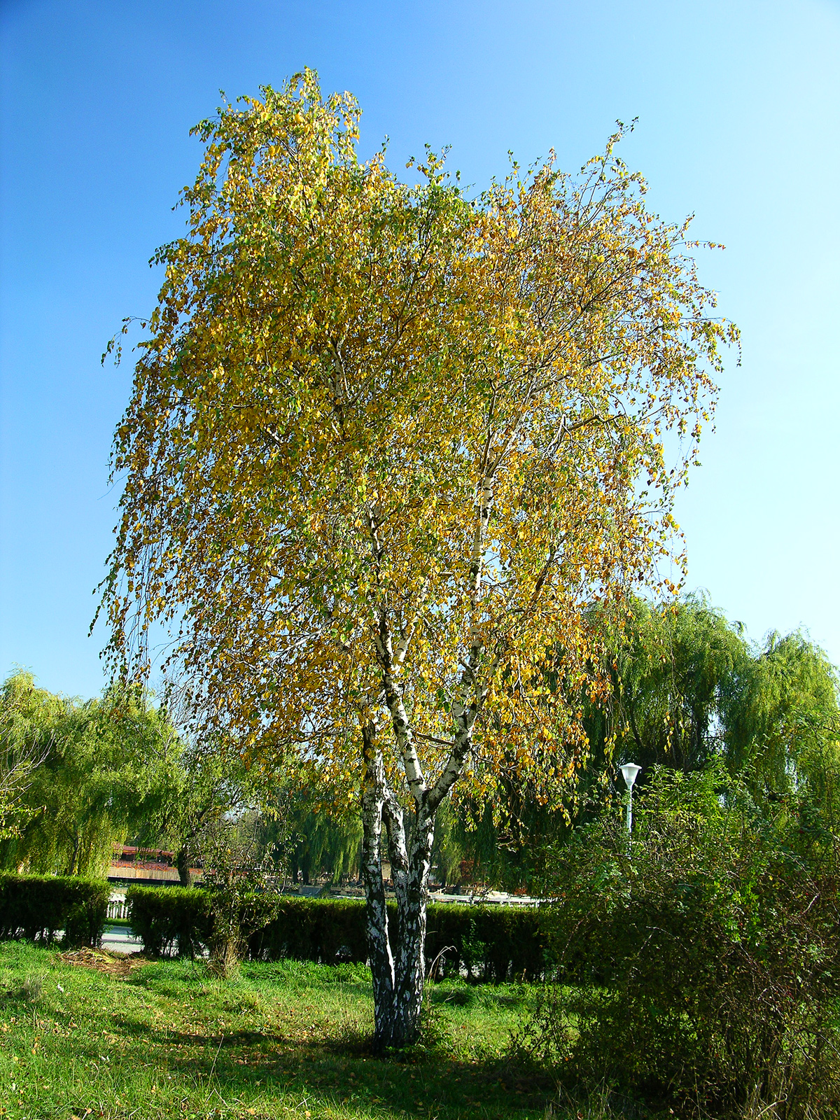 Birch tree in a park in fall colours