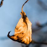 Dead leaf hanging from a branch