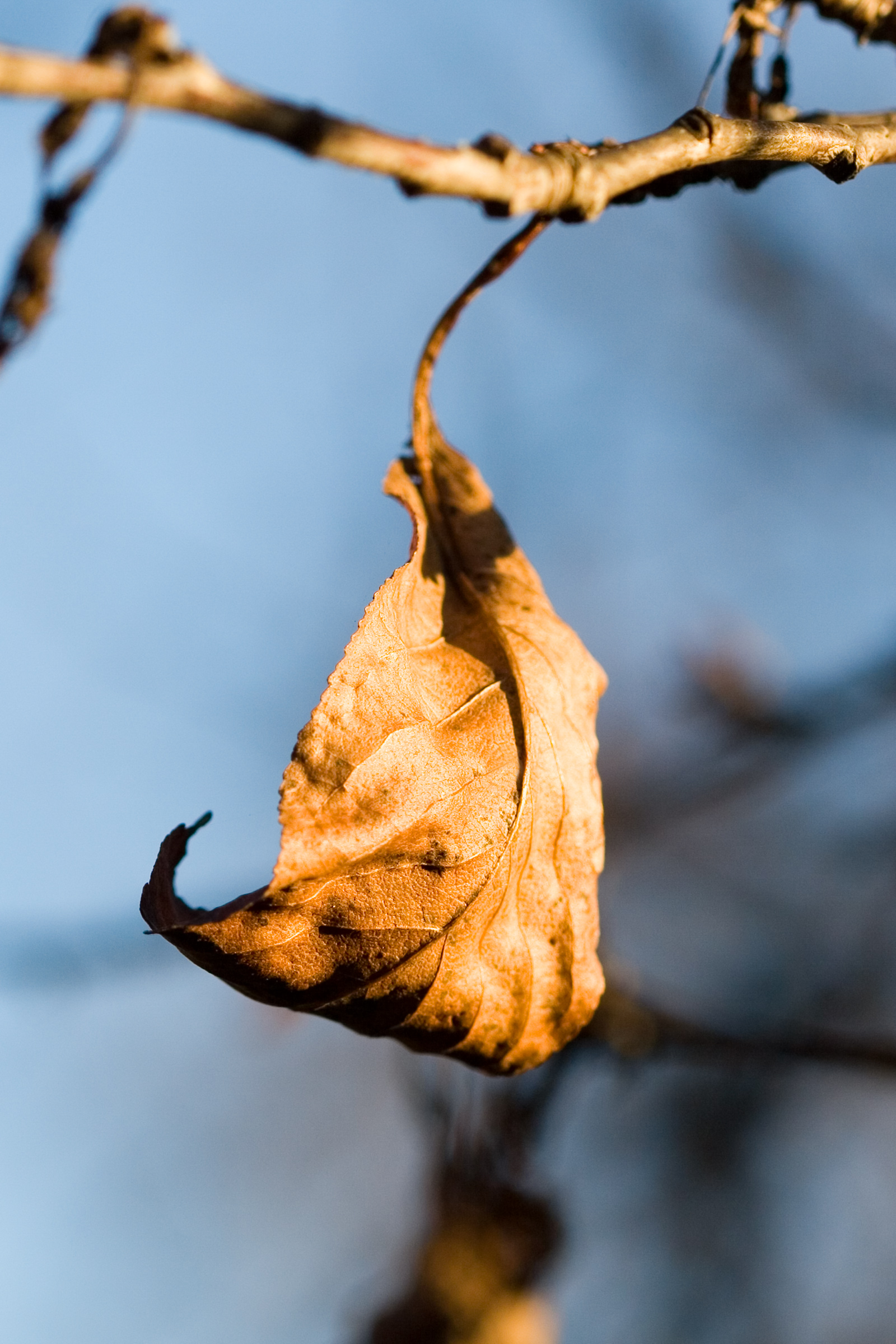 Dead leaf hanging from a branch
