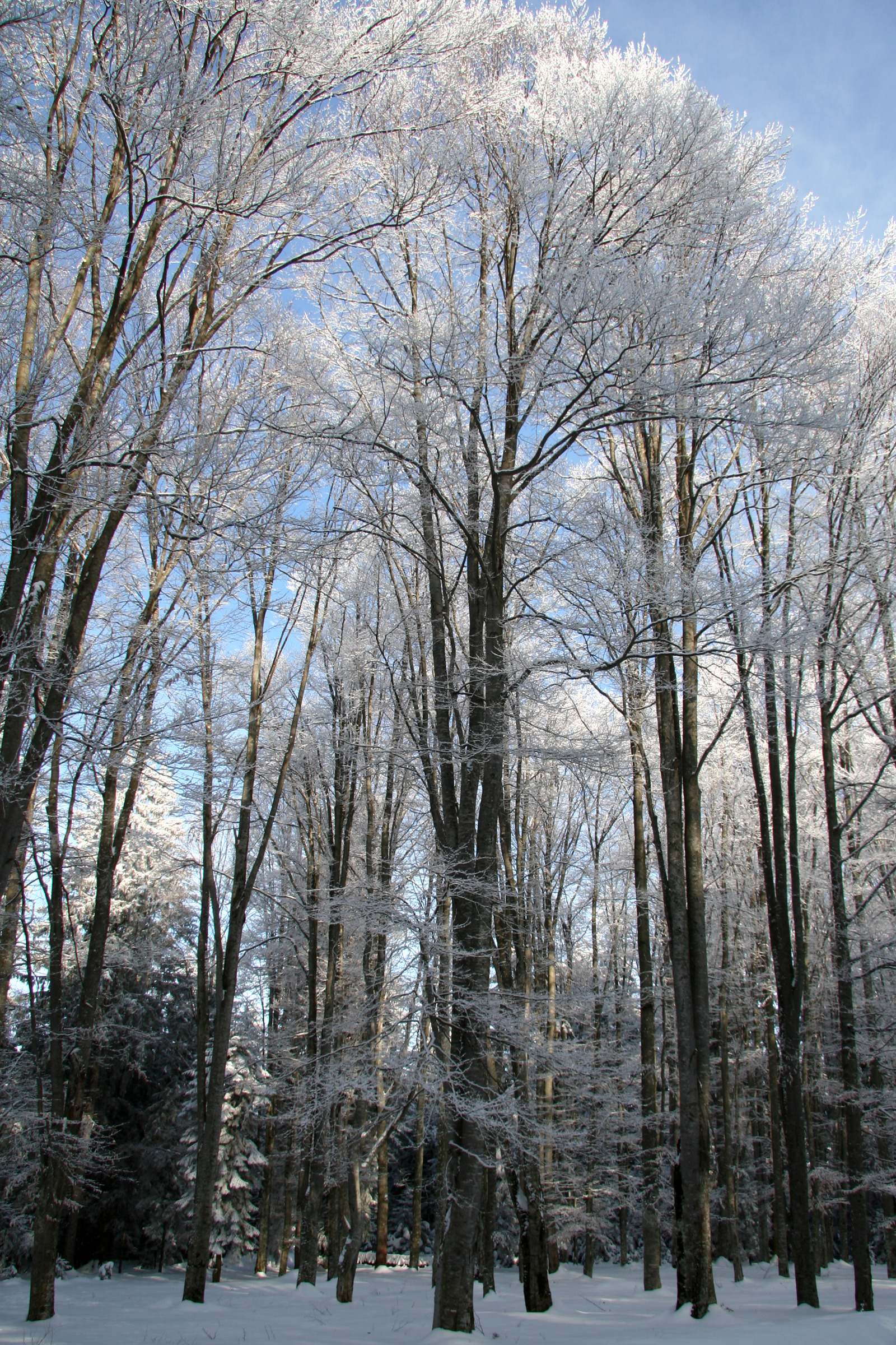 Trees covered in hoarfrost