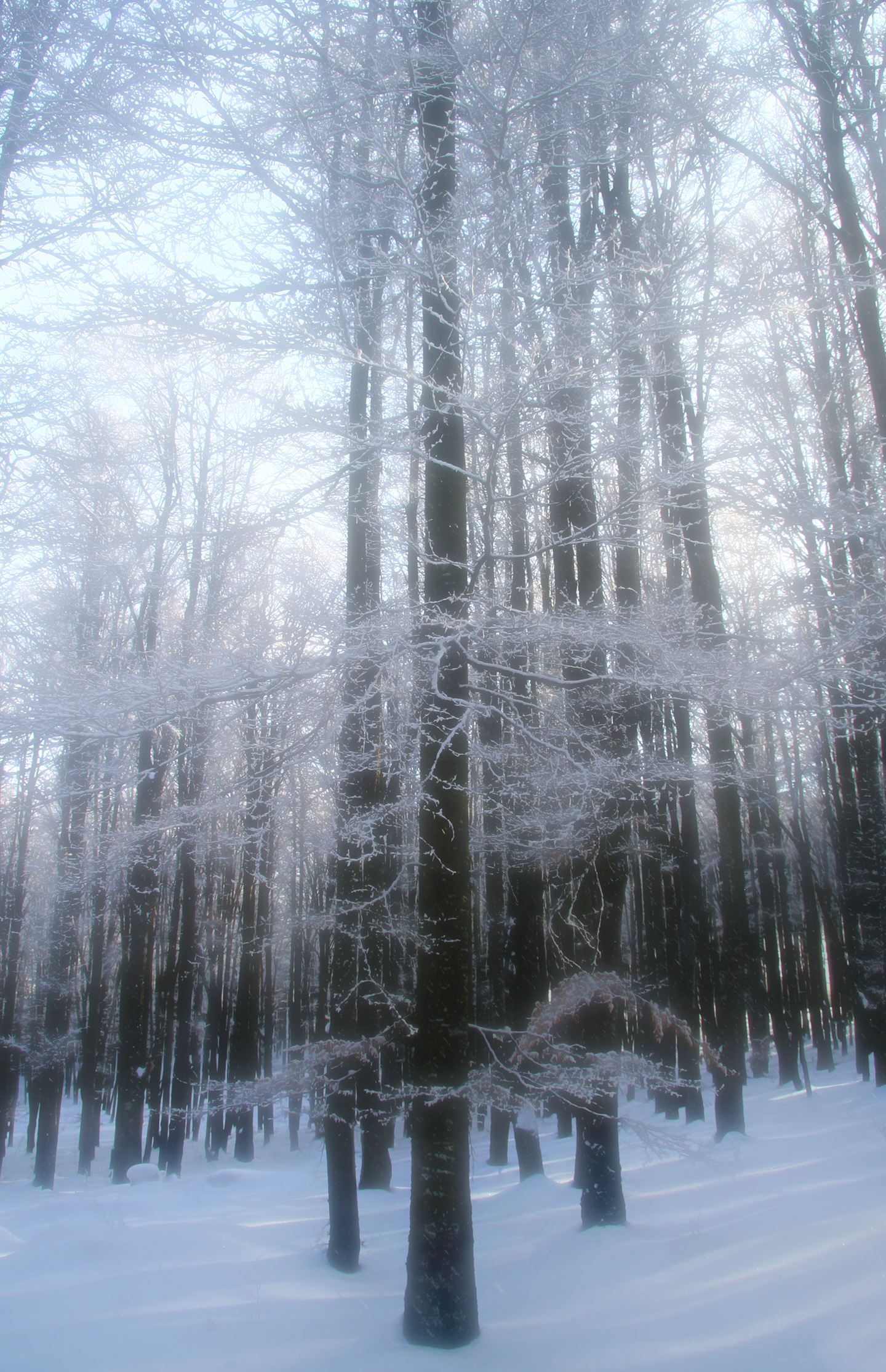 Trees covered in hoarfrost