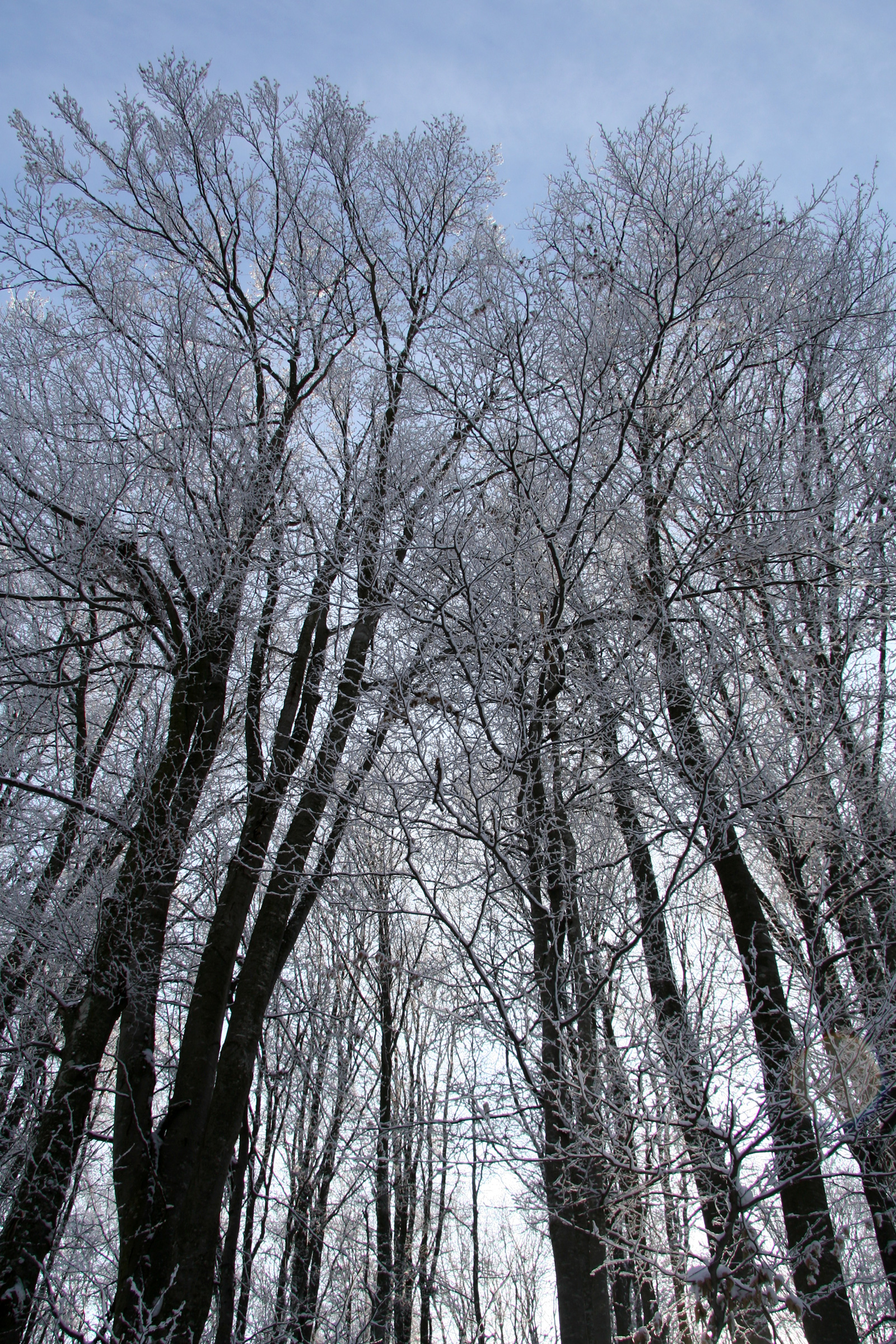 Trees covered in hoarfrost after a chilly night
