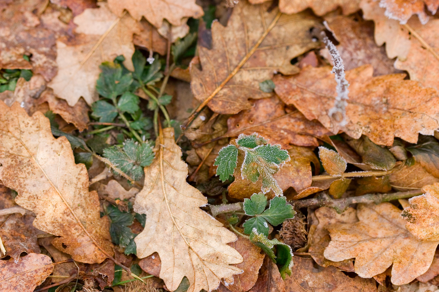 Forest floor with dead leaves and frost
