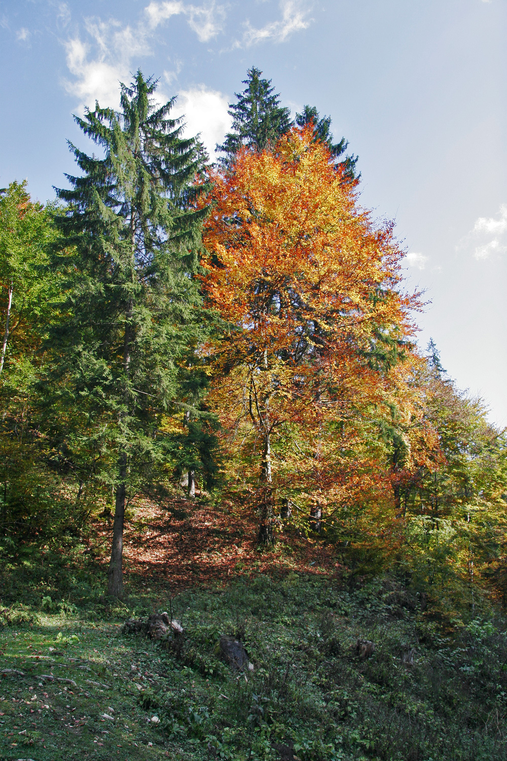 Mixed forest in autumn