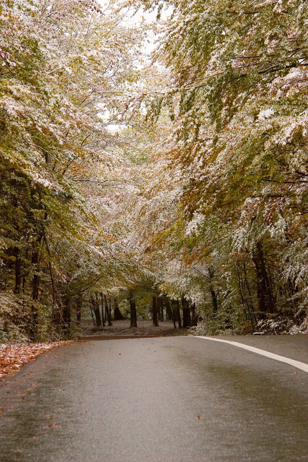 Wet road in forest between seasons