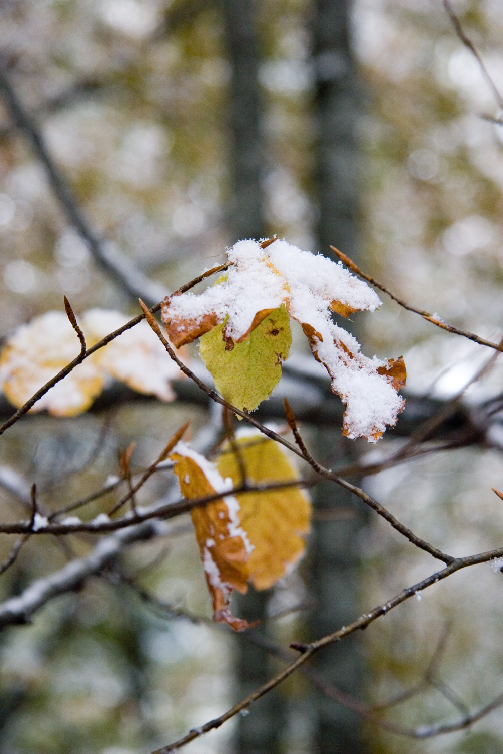 Leaves covered in first snow