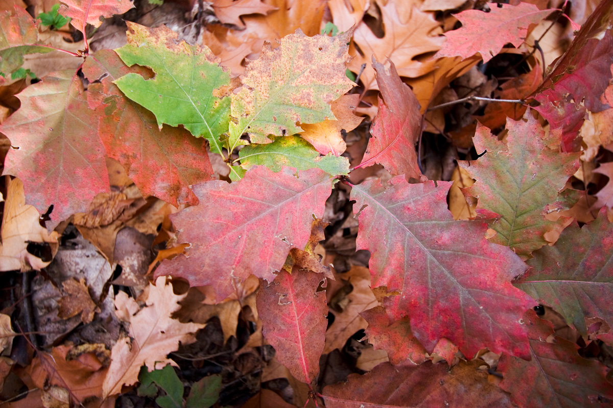 Red leaves on forest floor