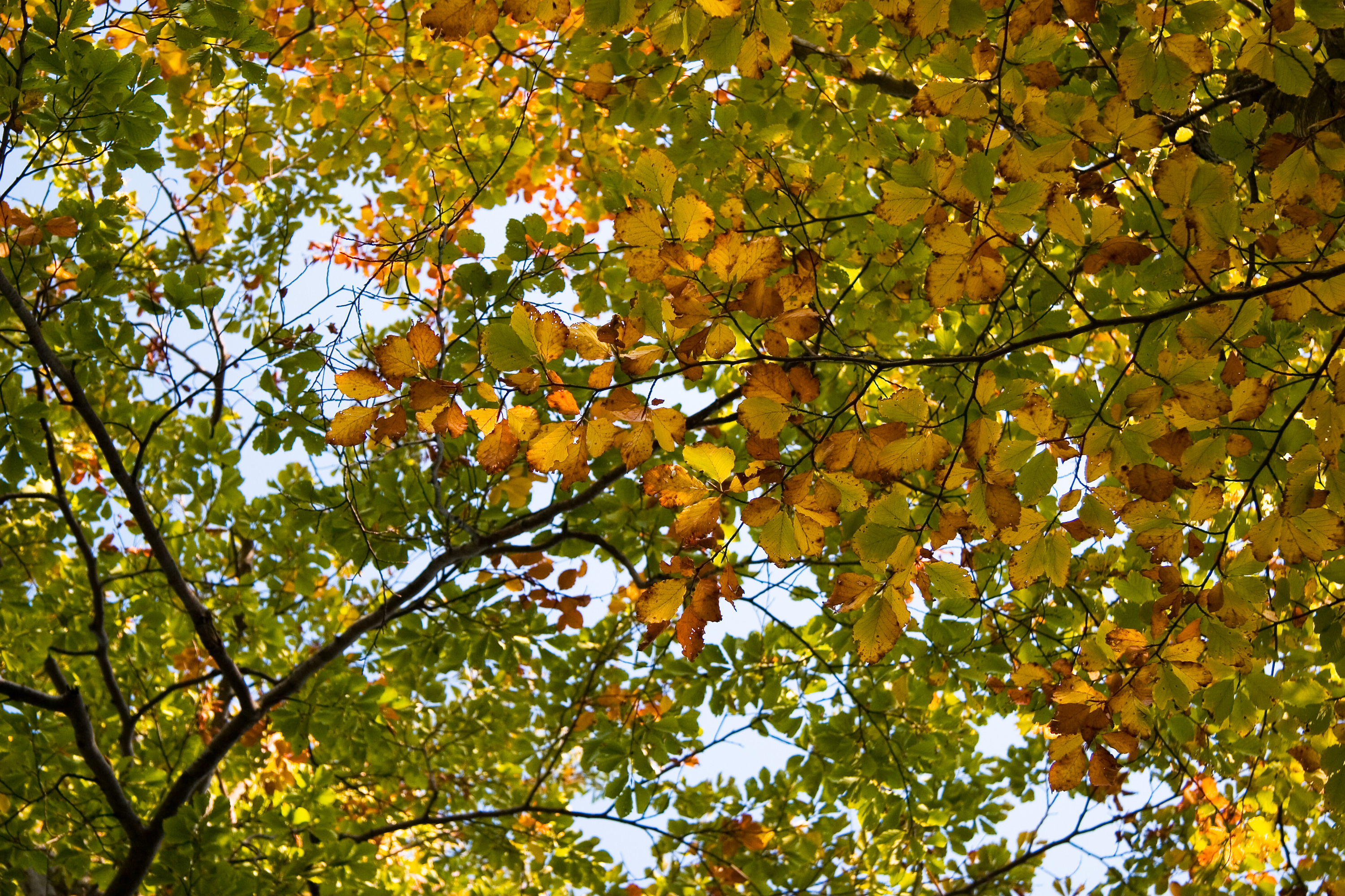 Tree canopy with fall colours