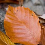 Brown leaves close-up