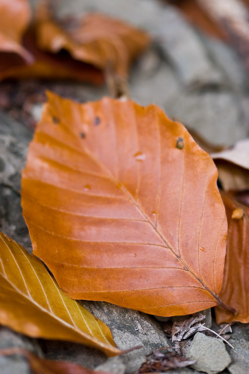 Brown leaves close-up