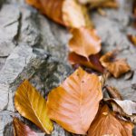 Brown leaves on a rock