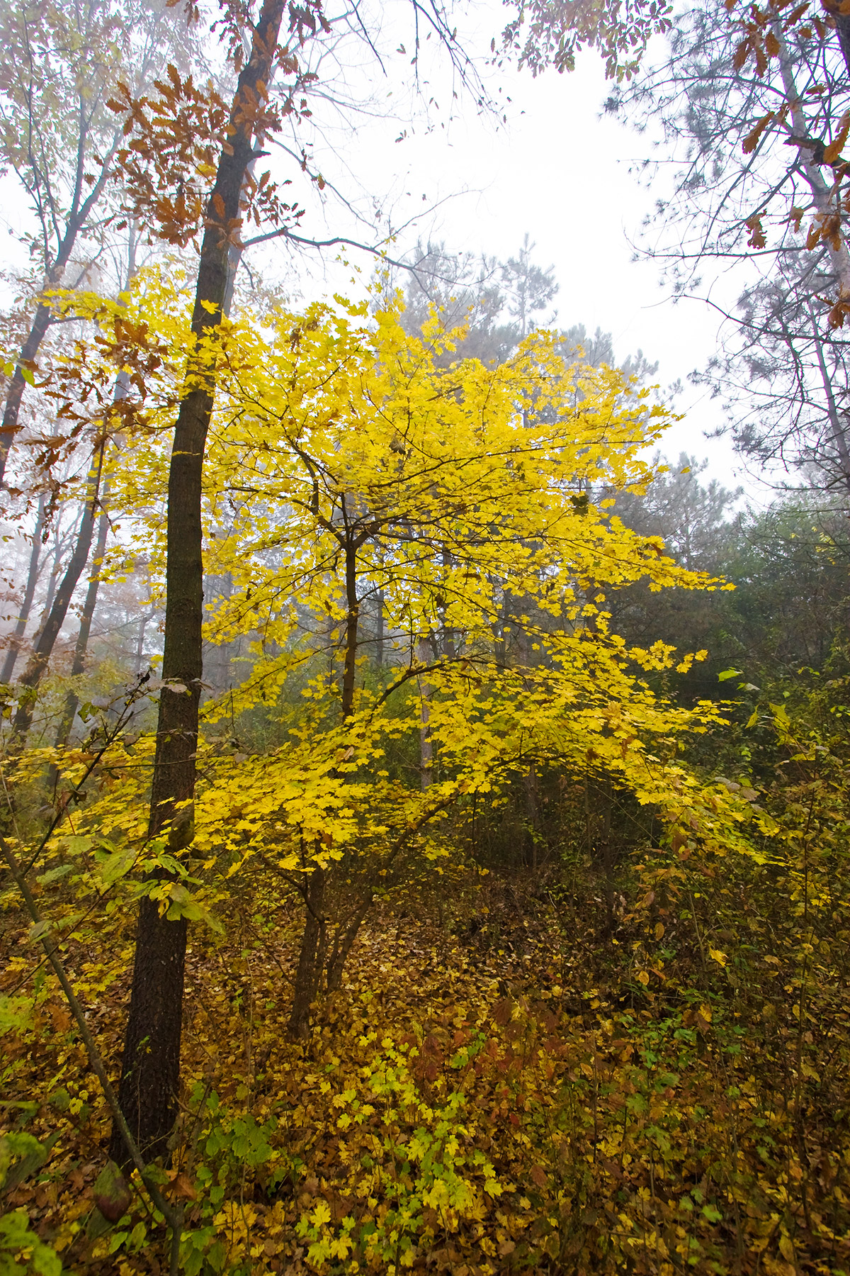 Bright yellow leaves in a fall forest