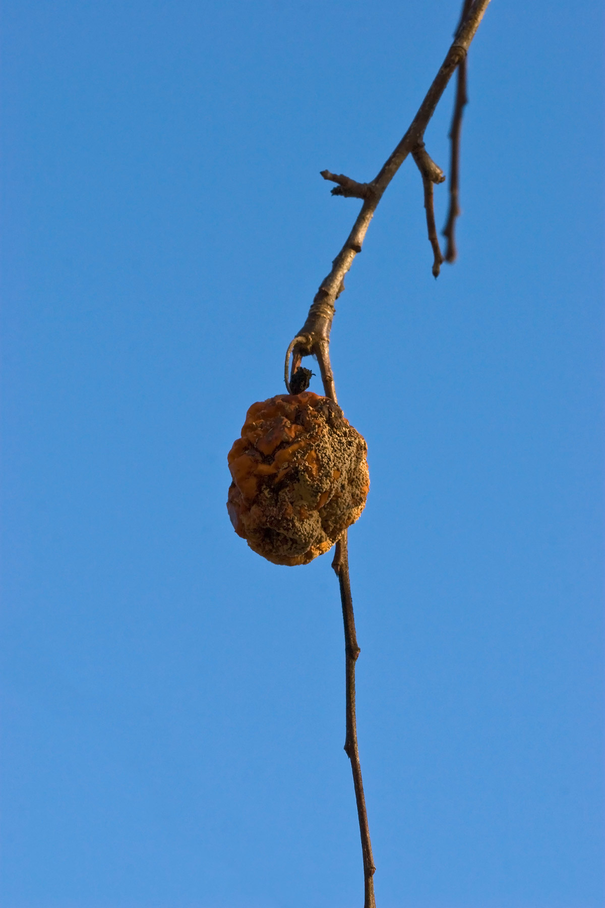 Dried fruit hanging on a twig