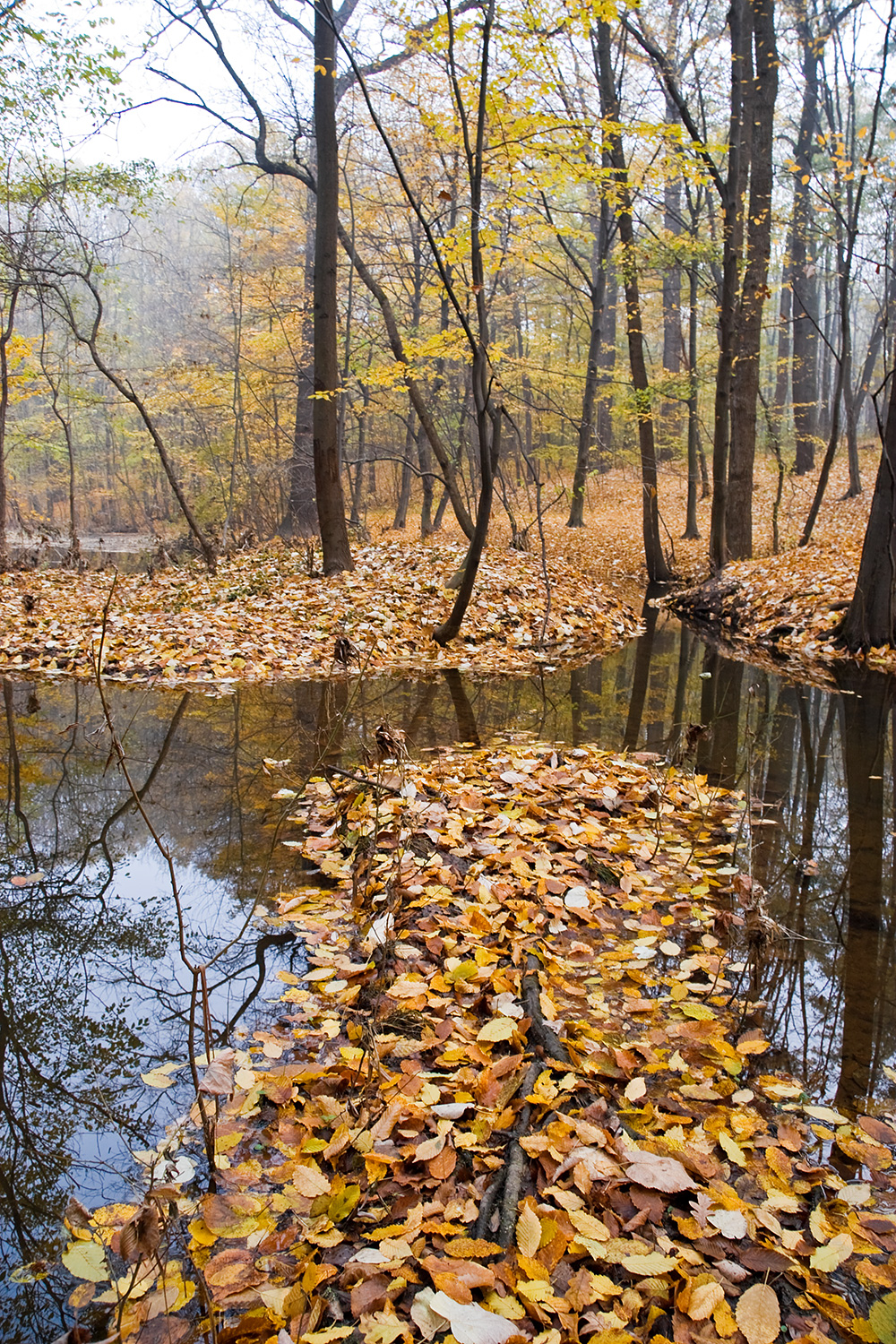 Flooded forest in autumn