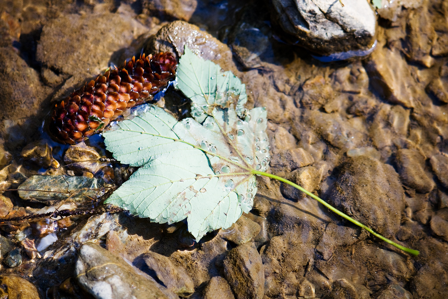 A leaf and a spruce cone in a forest stream