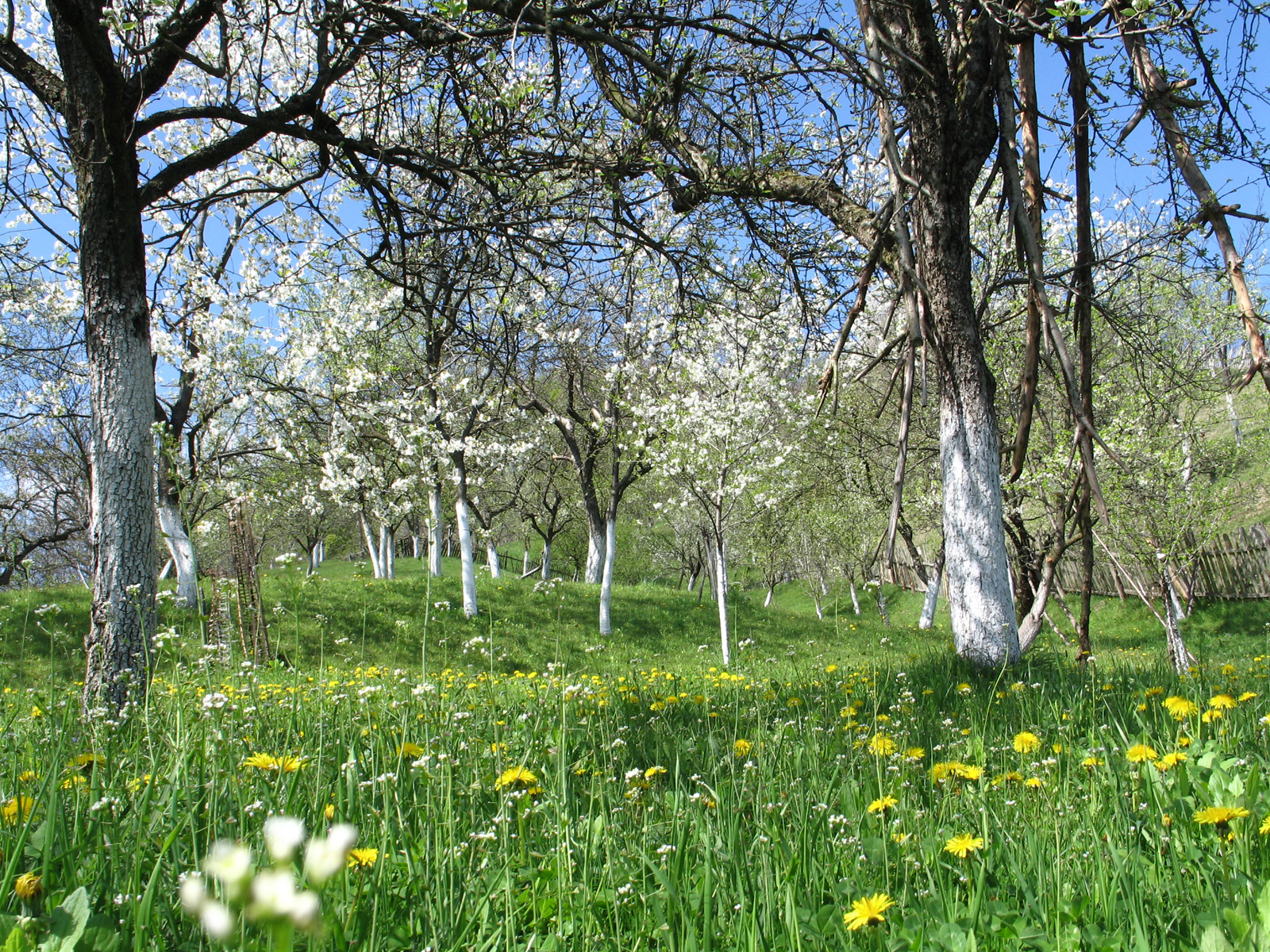 Orchard in spring