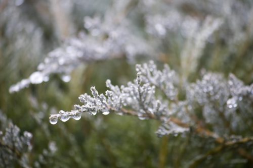 Morning dew
