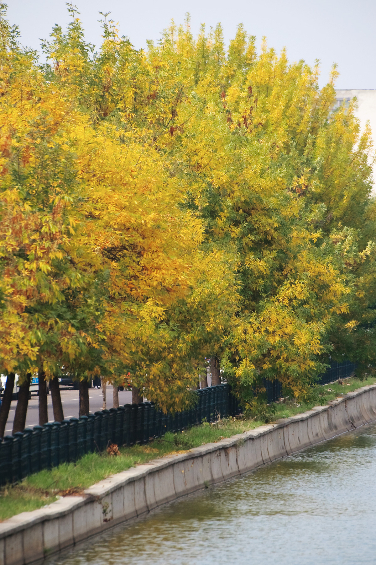 Yellow trees in the city