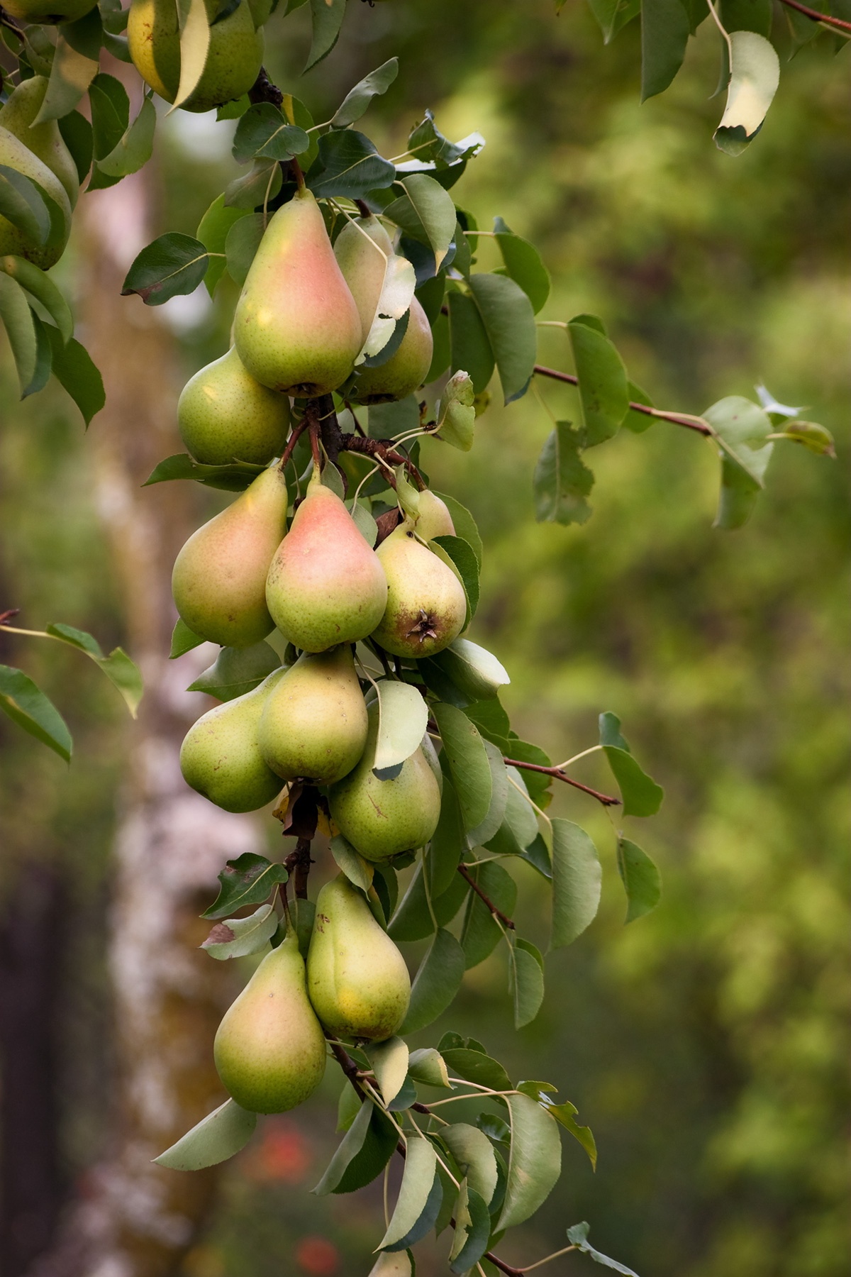 Pears in the tree