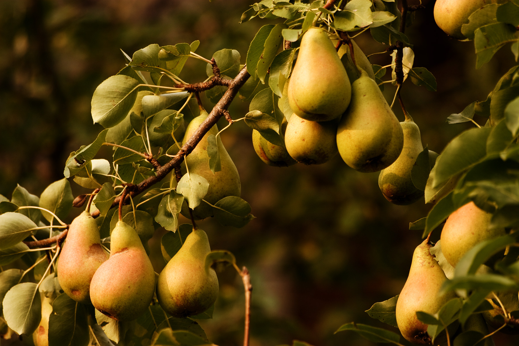 Ripe pears in a tree