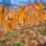 Rusty leaves