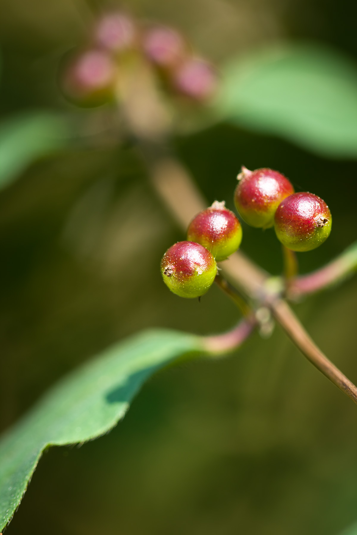 Close-up of a few berries