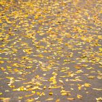 Yellow leaf on asphalt