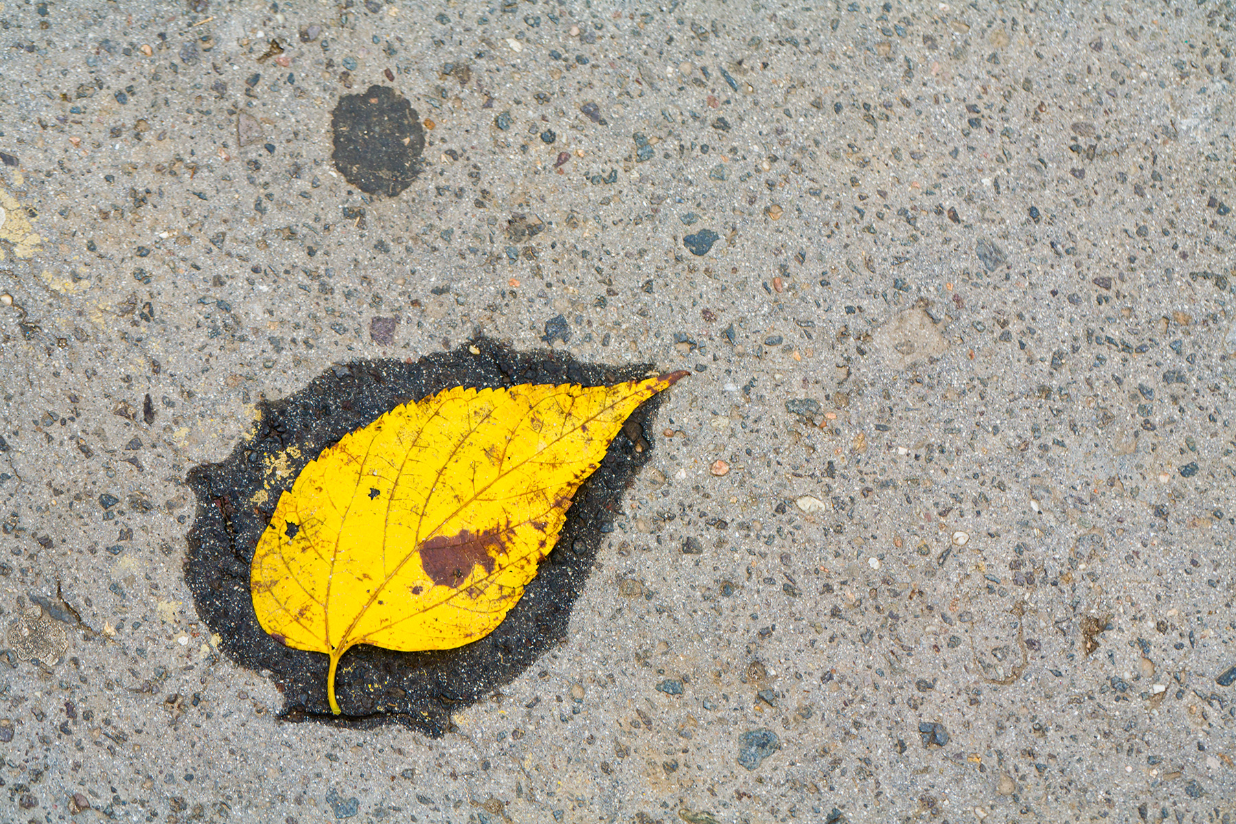 Yellow leaf on asphalt