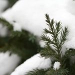 Fir tree covered in snow