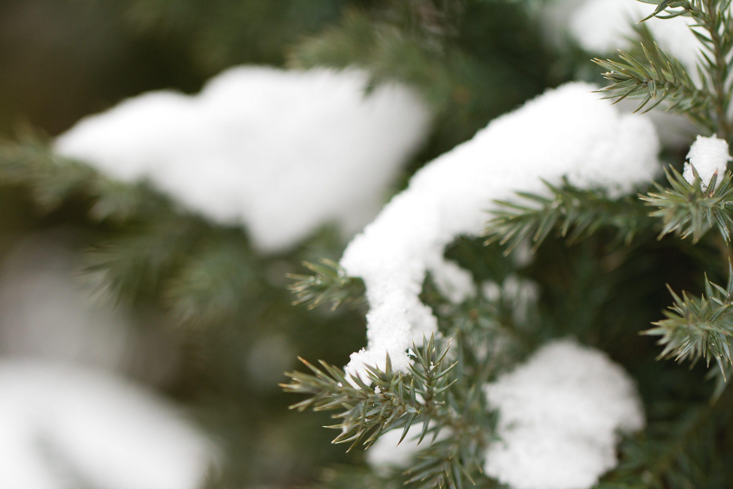 Fir tree covered in snow