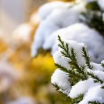 Fir branch covered with snow