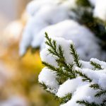Fir branch covered with snow