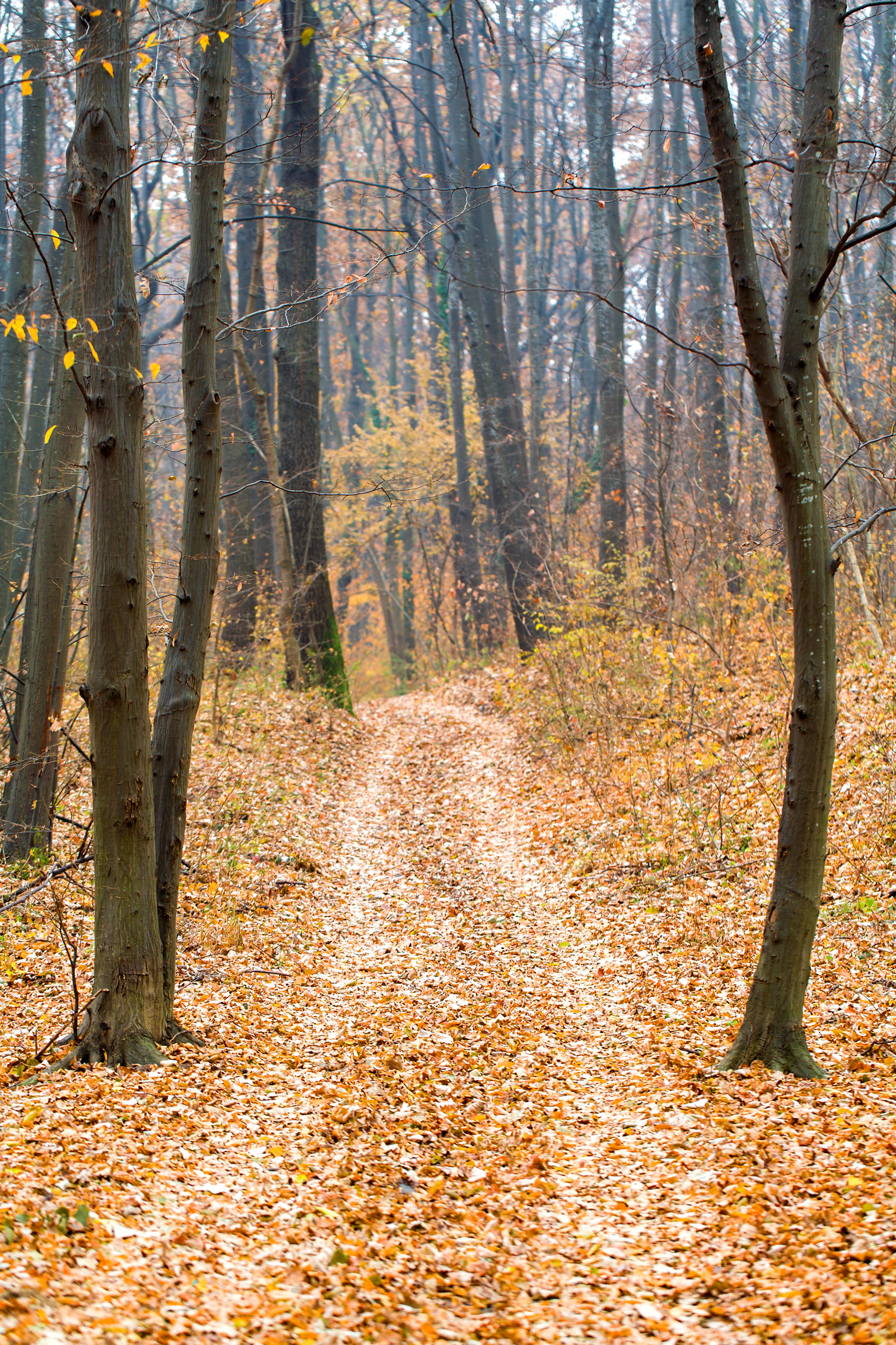 Forest path in bright colors of late autumn