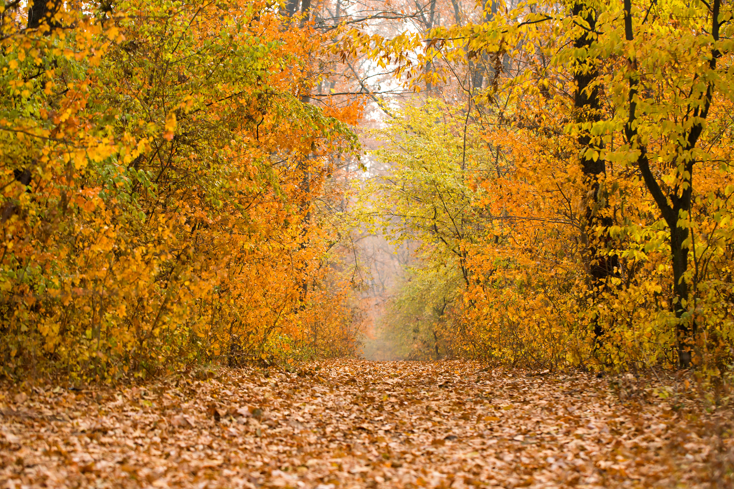 Forest path in bright colors of late autumn