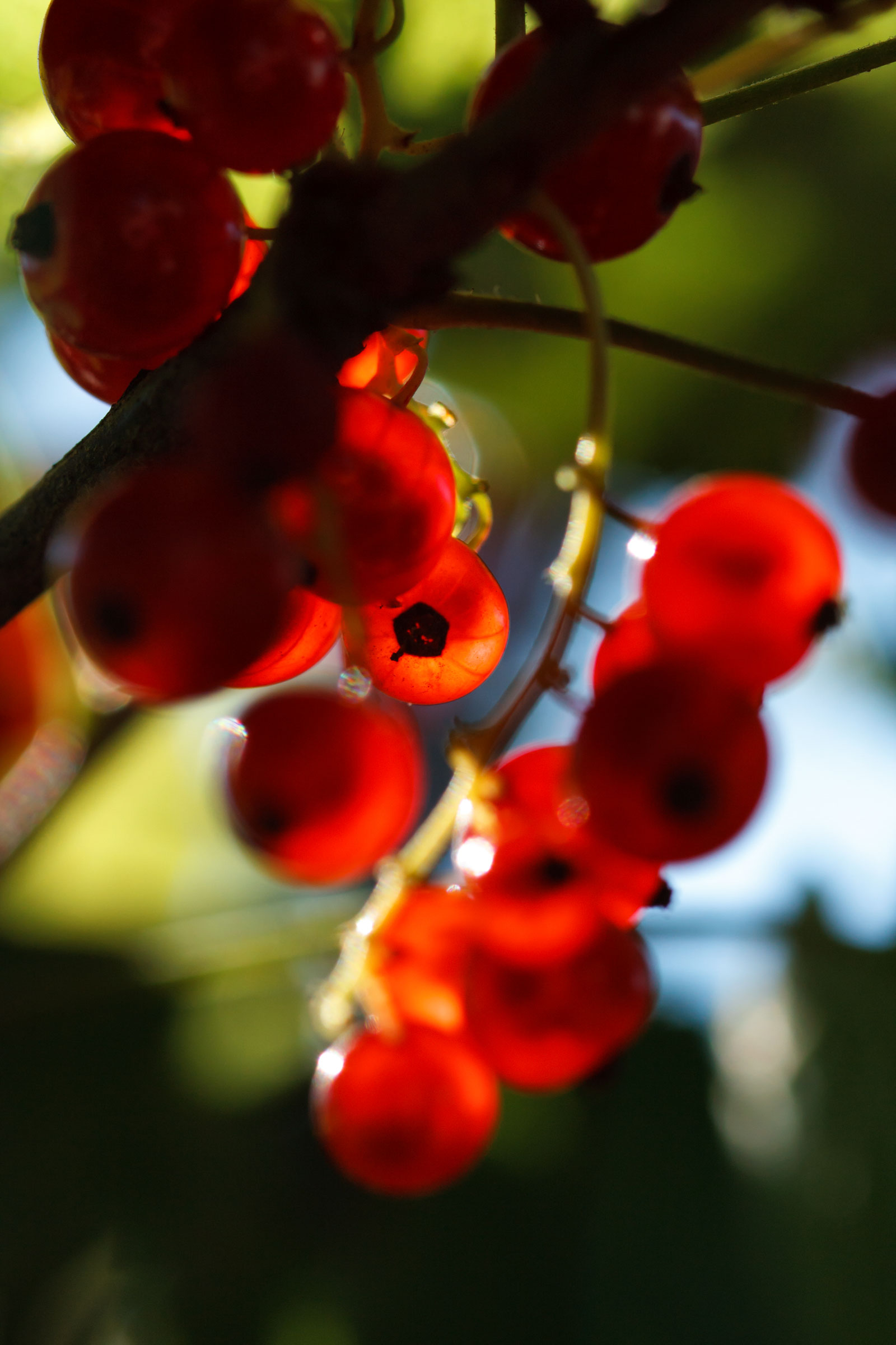 Red berries on a viburnum bush