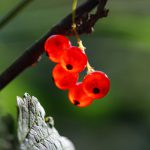 Red berries on a viburnum bush