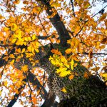 Autumn tree - looking up