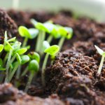 Growing sprouts close-up
