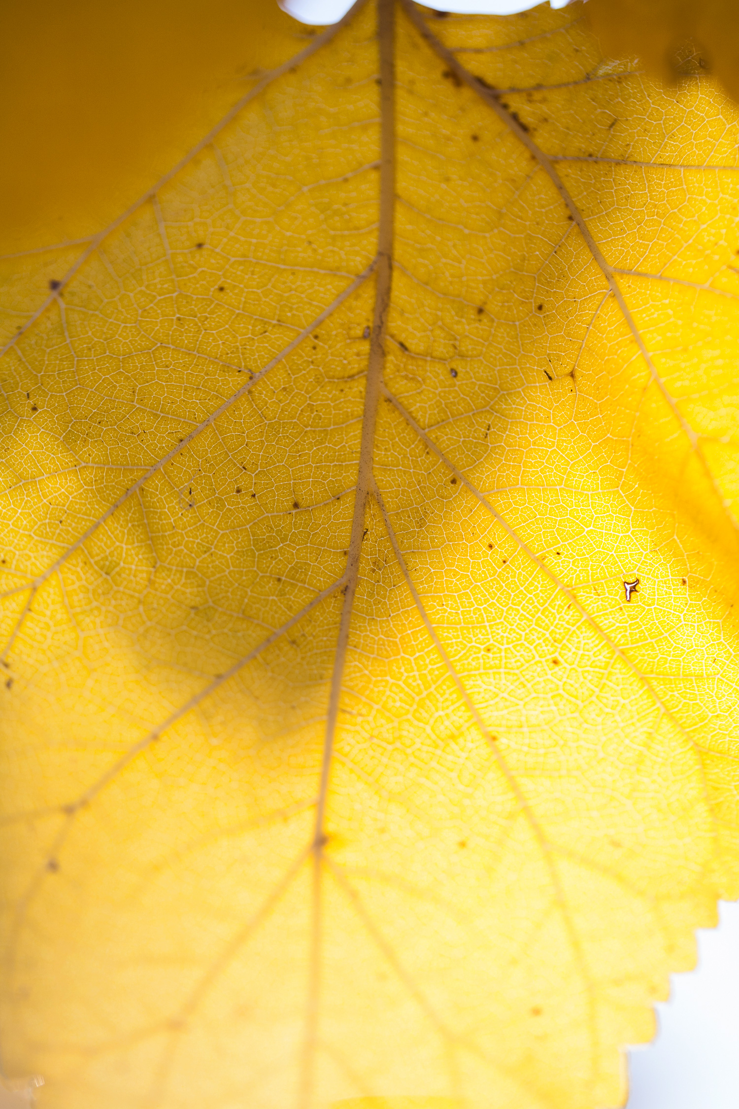 Yellow leaf close-up